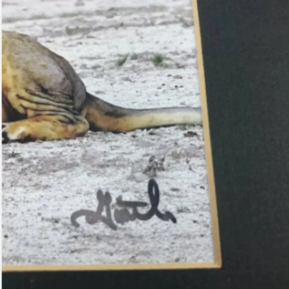 Lion Spirit Power Animal Totem Meaning Signed Original Photo Matted 8x10 - Picture 2 of 2